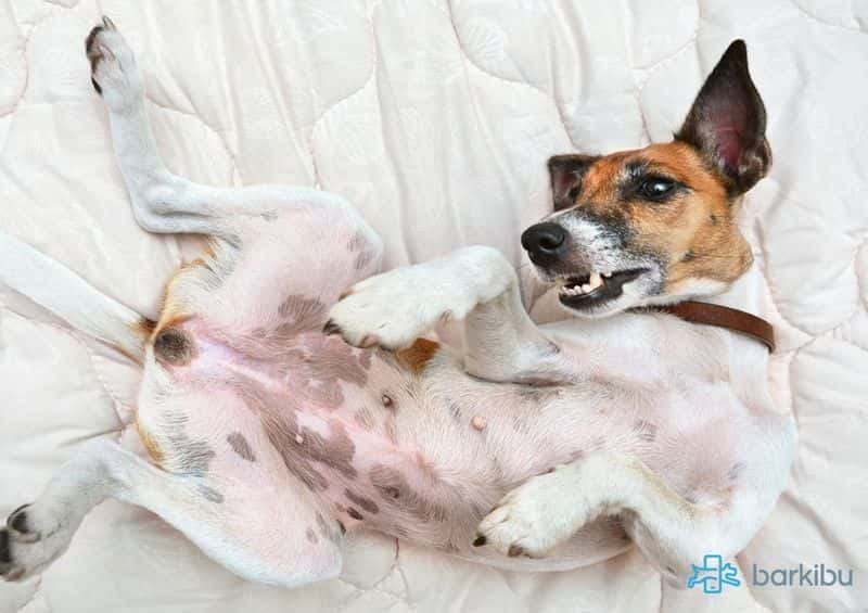 Cuando se empiezan a mover los cachorros en la panza